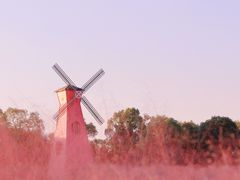 -顾村公园