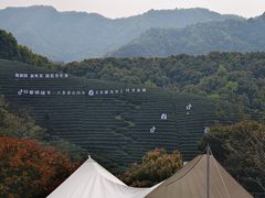 -龙坞茶村