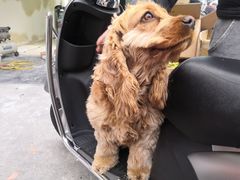 -雅迪电动车(北艾路店)