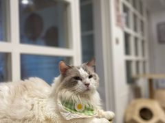 -楼上猫咖(罗湖店)