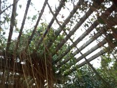-广西壮族自治区药用植物园