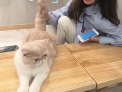 -飞行喵MR PILOT|猫舍·猫咖(静安大融城店)