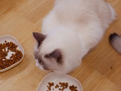 -有喵·猫咖·狗咖·30几只猫10只小狗(岗厦店)
