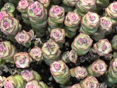 -花鸟鱼虫鲜花绿植市场(玉泉路店)
