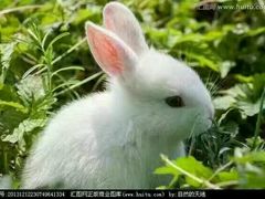 -小杨烤肉(朱雀店)