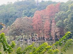 -深圳仙湖植物园