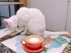 -猫色咖啡·猫咖