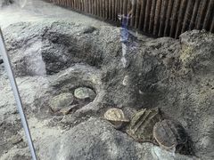 -武汉动物园
