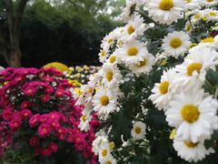 -上海市龙华烈士陵园