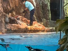 -帝企鹅自助餐厅•儿童岛•真企鹅(长隆企鹅酒店)