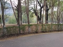 -长白岛森林公园