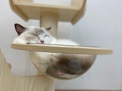 -瞄一喵猫咖(格力海岸店)