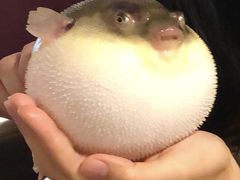 -肆月河豚·新淮扬(金融街店)