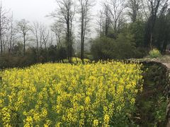 -桑洲油菜花景区