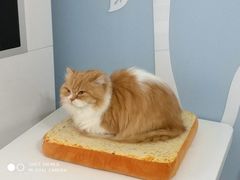 -喵的天空名猫咖啡馆·撸猫·猫舍·用品