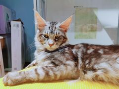 -十年猫舍·猫咪专门店(普陀店)