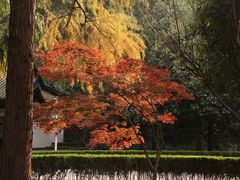 -上海佘山国家森林公园天马山园