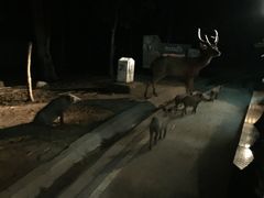 -清迈夜间动物园
