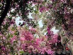 -深圳国际园林花卉博览园