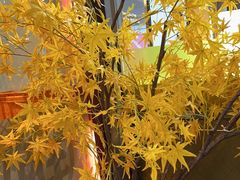 -潮正和潮汕牛肉火锅·老字号(番禺万达店)