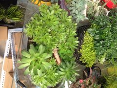 三圣花乡旅游区-三圣花乡旅游区