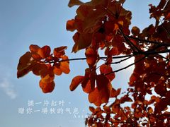 -北京西山国家森林公园