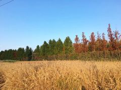 -上海长兴岛郊野公园