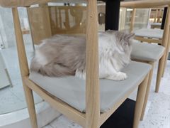 -喵园·猫主题咖啡厅·撸猫·猫咖(国贸店)