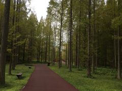 -黄海国家森林公园