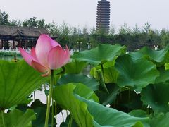 -西海子公园