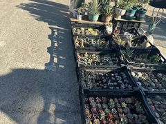 -中环花鸟鱼虫市场