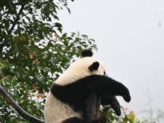 -卧龙中华大熊猫苑神树坪基地