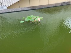 -金陵中学(河西分校)