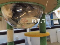 -COLOR PETS 撸猫馆·购猫·猫咖(长风大悦城店)