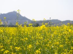 -光明小镇欢乐田园