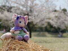 -顾村公园