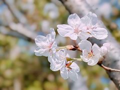 -高东镇樱花园