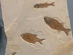 -湖南省地质博物馆