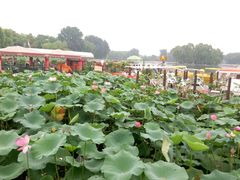 -金百万烤鸭店(马甸店)