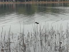 -金鸡湖桃花岛