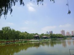 -莲花池公园