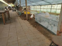 -庞各庄翠芳园西瓜蔬菜基地采摘园