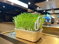 -海底捞火锅(朝阳北路生日主题店)