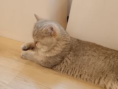 -有喵·猫咖·狗咖·40+猫狗有小奶狗(岗厦店)