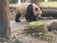 -都江堰中华大熊猫苑