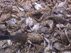 -聚盛源蒸汽海鲜火锅烤肉自助(巨川金海岸购物广场店)