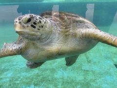 -珠海长隆海洋王国