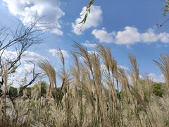 -嘉北郊野公园