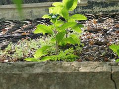 -绮园景区