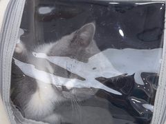 -瑞派康怡24h宠物医院·犬猫医疗中心·微创绝育(瑞景分院)